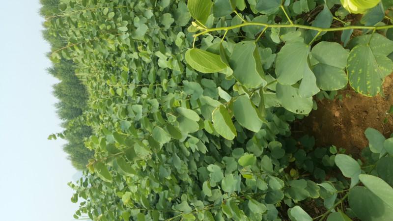 6-10公分宮粉紫荊袋苗批發(fā)價(jià)圖片