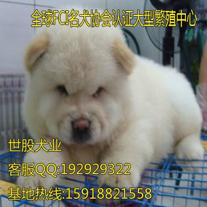 广州松狮犬什么地方有卖 纯种松狮犬多少钱