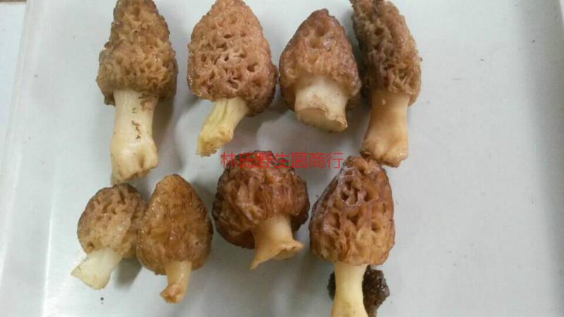 供應(yīng)新鮮*菌批發(fā)哪里有，佛山新鮮*菌批發(fā)，新鮮*菌批發(fā)報(bào)價(jià)