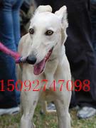 常年供應(yīng)獵兔犬 那里有純種靈緹犬 純種獵兔犬價格純種格力犬幼犬多