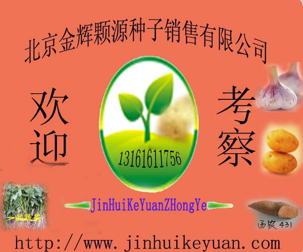 金輝顆源土豆種子圖片