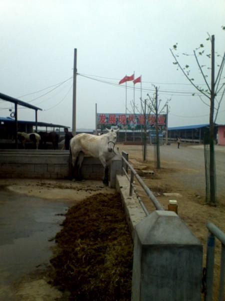 供應(yīng)哪里有賣(mài)抓兔子的狗  哪里有賣(mài)抓*的狗