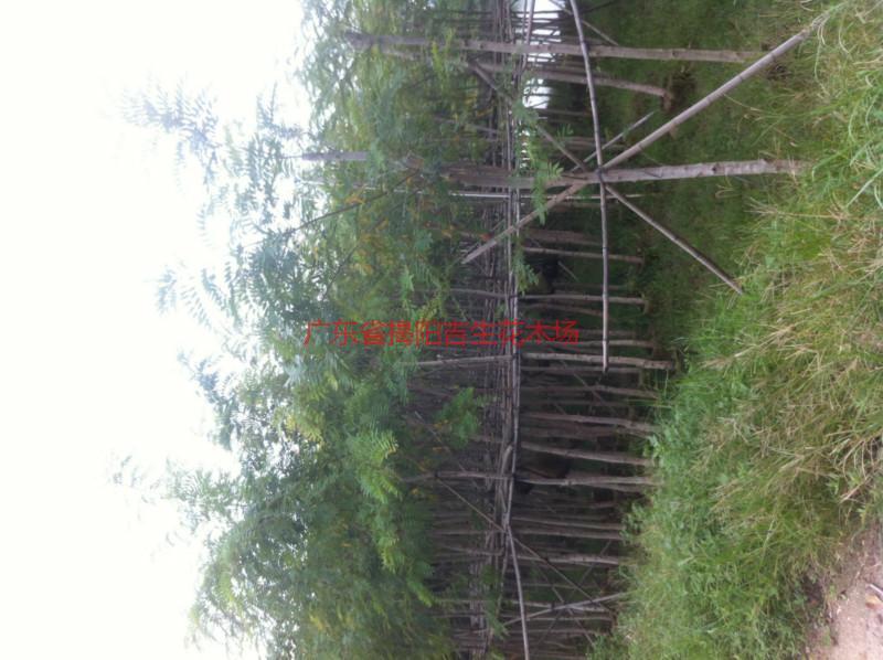 供應(yīng)5公分菩提榕供應(yīng)、5公分菩提榕批發(fā)、5公分菩提榕大量供應(yīng)