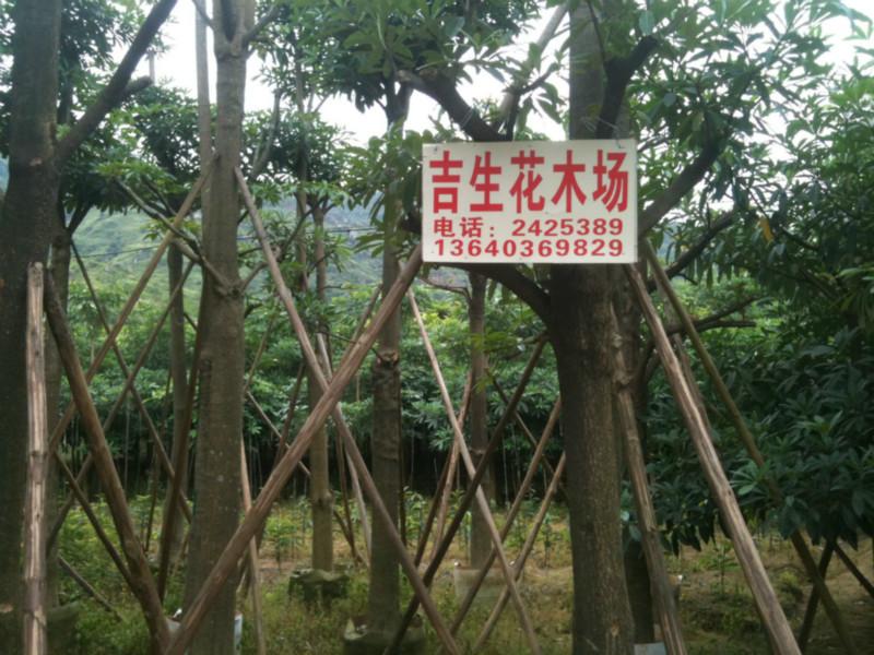 供應菩提榕5公分袋苗*出售、菩提榕哪里有5公分袋苗、菩提榕哪里便宜