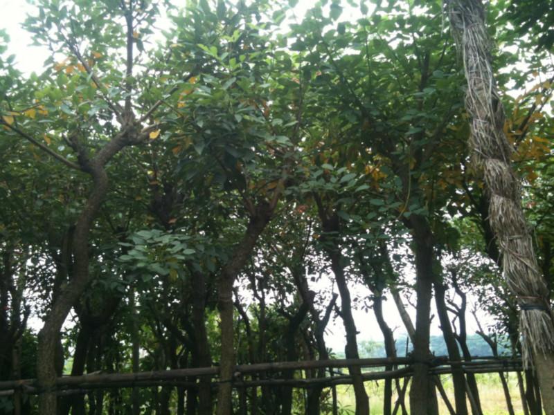 供應(yīng)羊蹄甲產(chǎn)地批發(fā)、羊蹄甲產(chǎn)地價(jià)格、羊蹄甲批發(fā)價(jià)格