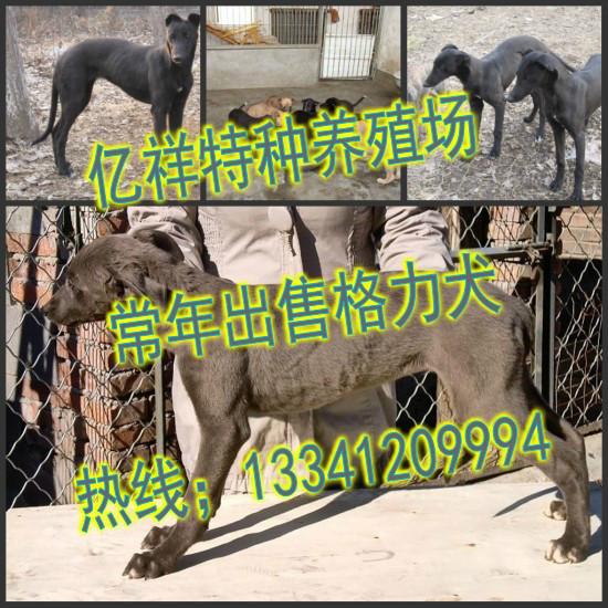 济宁市河南哪里有卖格力犬的厂家