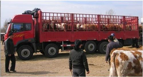 供应天津肉牛价格，天津肉牛报价，天津肉牛繁殖基地