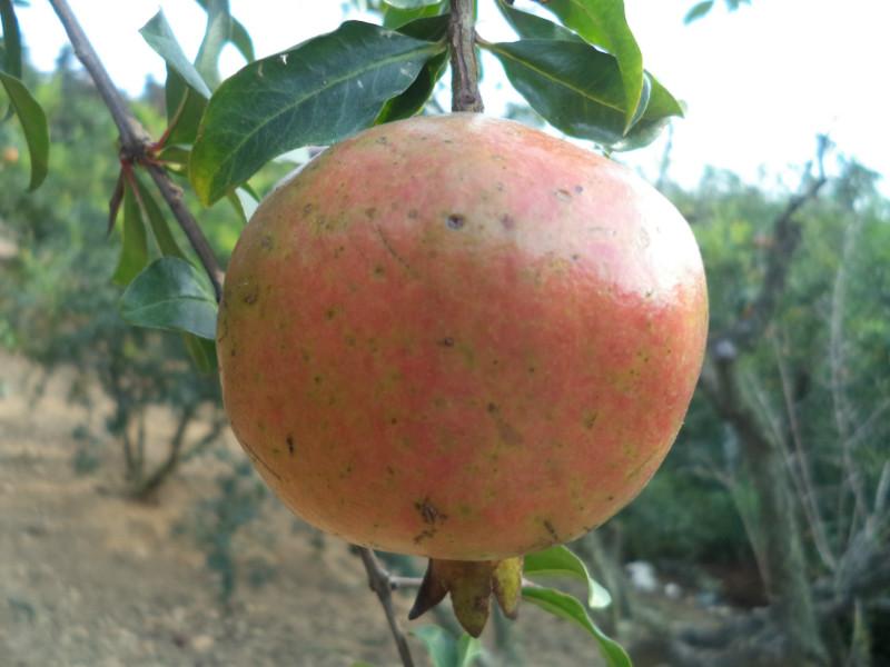 上海優(yōu)質石榴生產(chǎn)基地，上海優(yōu)質石榴供貨商，上海石榴批發(fā)零售價格