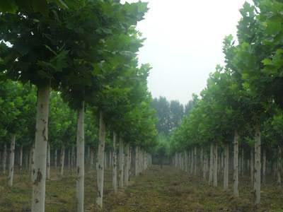 供應(yīng)速生白蠟的價(jià)錢，河北速生白蠟的價(jià)錢