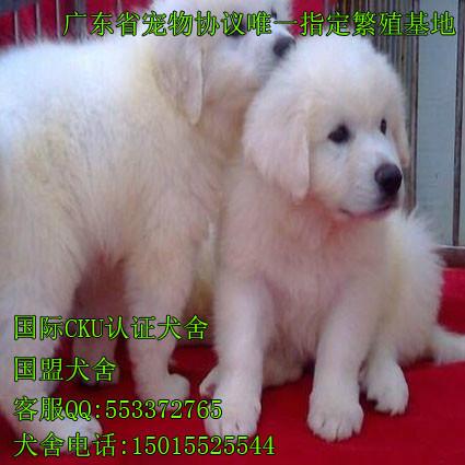 广州哪里有卖大白熊犬图片