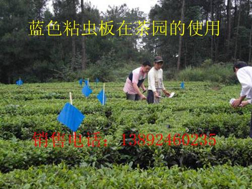 供應(yīng)柑橘實蠅粘蟲板果食蠅誘粘劑