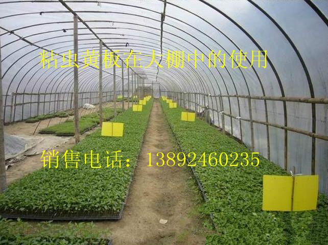 供應(yīng)誘蟲板黃板藍(lán)板粘蟲板黃板藍(lán)板誘蟲板