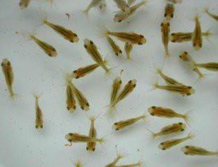 供應河北夏花魚苗，河北保定魚苗哪里*