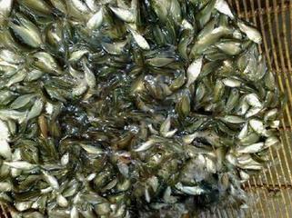 供應河北保定鯽魚苗*批發(fā)，鯉魚苗，草魚苗，白鰱魚，花魚
