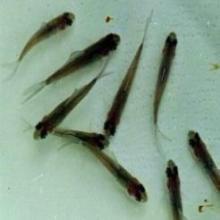 白洋淀魚苗供應(yīng)商圖片