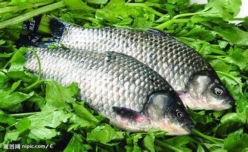 供應(yīng)河北白洋淀水產(chǎn)養(yǎng)殖基地/河北泥鰍/河北泥鰍苗/河北魚(yú)苗