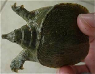 供應(yīng)鯽魚苗，鯽魚苗專業(yè)生產(chǎn)商，鯽魚苗價格