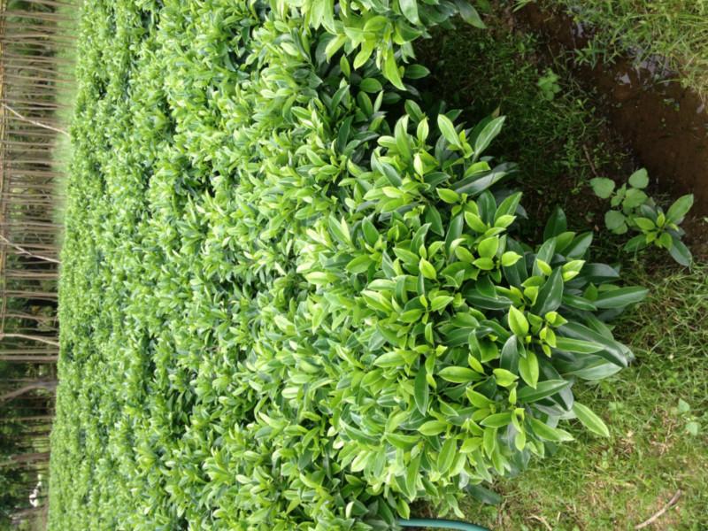 供應(yīng)非洲茉莉，非洲茉莉基地13592927945