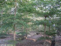 供應(yīng)小葉欖仁/廣東興寧小葉欖仁苗木種植/潮州細(xì)葉欖仁報價