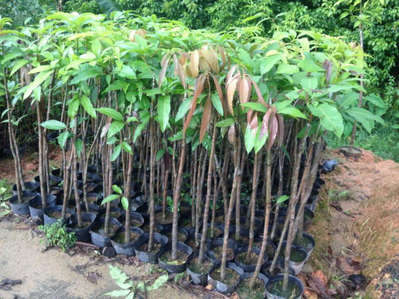 供應(yīng)廣東芒果樹小苗種植園、哪里的芒果樹小苗*最多。