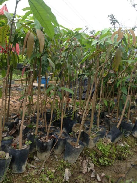 供應(yīng)廣東芒果樹小苗種植園、哪里的芒果樹小苗*最多。