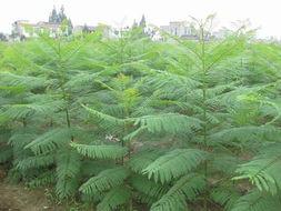 供應(yīng)藍(lán)花楹小苗，藍(lán)花楹小苗批發(fā)商藍(lán)花楹小苗熱線13592927945