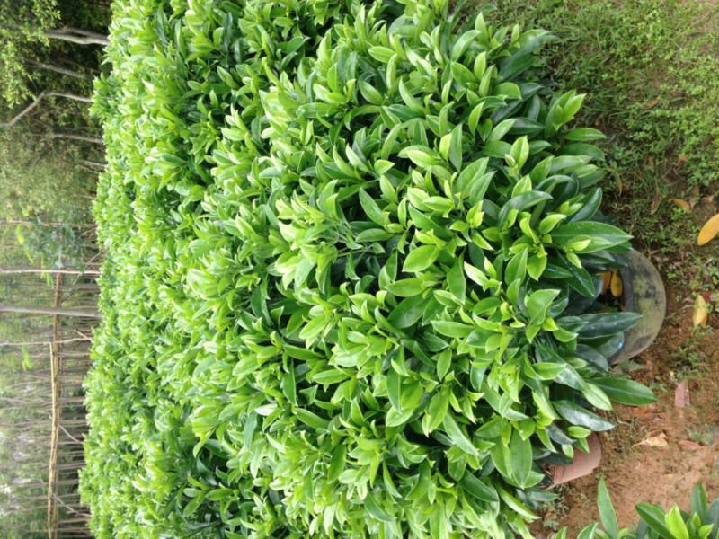 供應(yīng)非洲茉莉，非洲茉莉基地13592927945