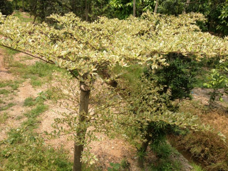 供應(yīng)花葉欖仁供應(yīng)商13592927945廣東花葉欖仁批發(fā)零售