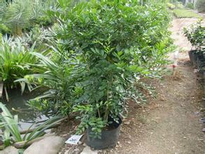 供應(yīng)九里香小苗哪里*、廣東普寧九里香小苗批發(fā)基地