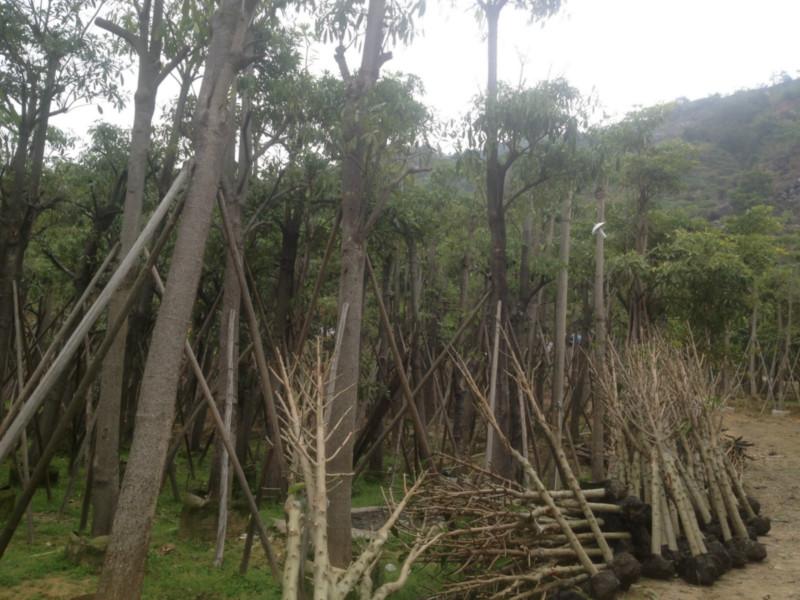 供應(yīng)盆架子假移植苗各規(guī)格，大量出售盆架子小苗，袋苗或地苗