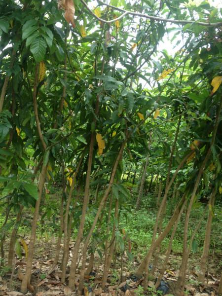 供應(yīng)廣東芒果樹小苗種植園、哪里的芒果樹小苗*最多。