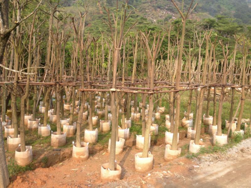 供應(yīng)光棍盆架子垃圾貨本場(chǎng)有一批盆架子10至25公分垃圾貨便宜賣掉