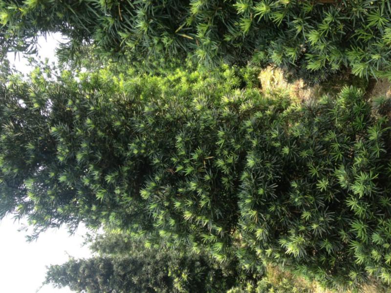 供應(yīng)羅漢松地苗米徑8至10公分，羅漢松地苗米徑8至10公分供應(yīng)基地