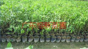 供應降香小苗，降香小苗價格，降香小苗報價13592927945