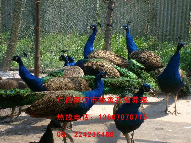 藍(lán)孔雀養(yǎng)殖場圖片/藍(lán)孔雀養(yǎng)殖場樣板圖 (3)