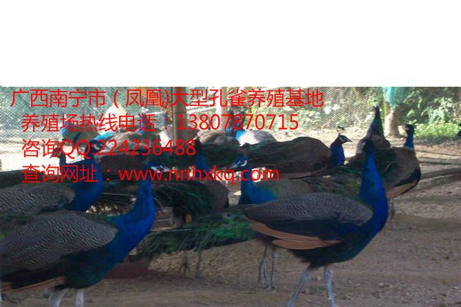 供應(yīng)梧州哪里有*賣，梧州*價(jià)格