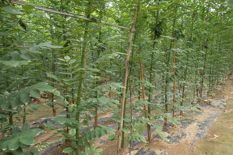 供應(yīng)處理旱柳6-10公分質(zhì)優(yōu)價廉