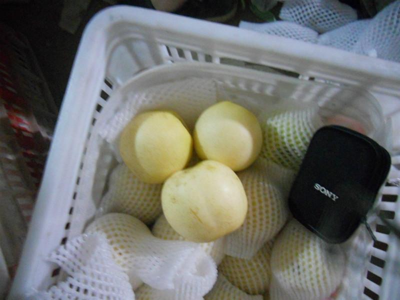 供應(yīng)用于一級(jí)的黃金梨/山東黃金梨/山東黃金梨批發(fā)/山東黃金梨廠家