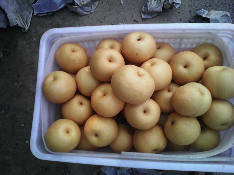 供應(yīng)用于優(yōu)質(zhì)的豐水梨/山東豐水梨/那里有梨批發(fā)?/梨