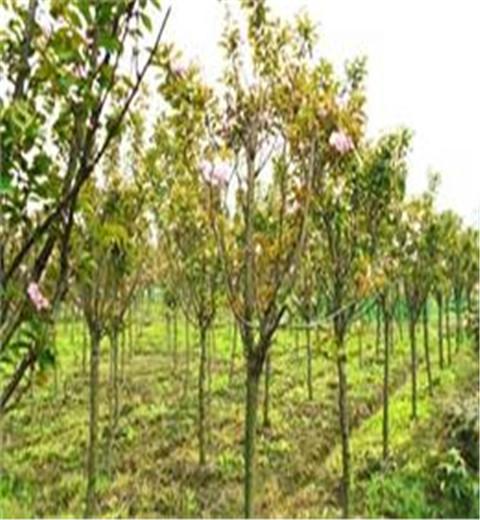 供应优质樱花、四川樱花、高杆樱花、晚樱基地、成都樱花批发