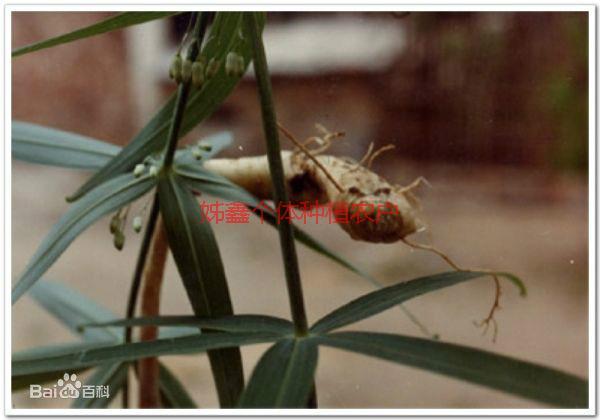 供應(yīng)四川黃精種苗_四川黃精種苗供貨商_四川黃精種苗種植戶