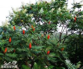 供應(yīng)山西絳縣火炬基地火炬苗