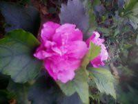 晉南木槿苗圖片