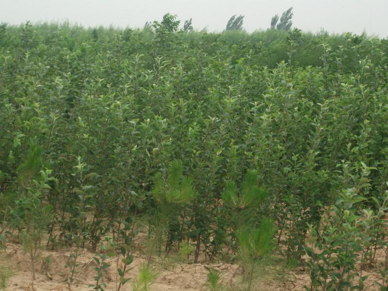 晉南花椒苗圖片