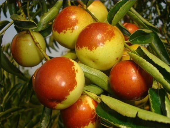 供應(yīng)鄭州農(nóng)科所中楊基地棗樹苗