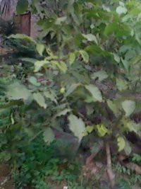 冬青苗圖片/冬青苗樣板圖 (2)