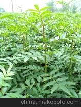 供應(yīng)晉南花椒苗