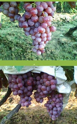 紅富士蘋果圖片/紅富士蘋果樣板圖 (3)