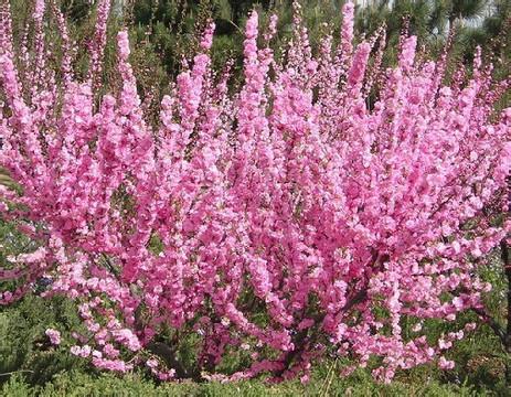 供應(yīng)嫁接榆葉梅