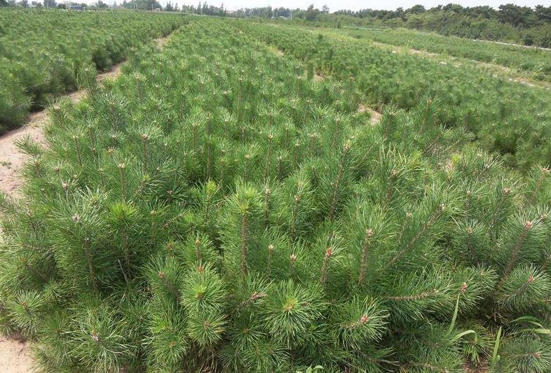供應(yīng)白皮松，山西白皮松苗木基地，山西*的白皮松供應(yīng)商